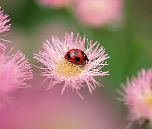 Preview wallpaper flowers, ladybug, insect, field