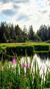 Preview wallpaper flowers, lake, forest, nature