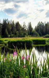 Preview wallpaper flowers, lake, forest, nature