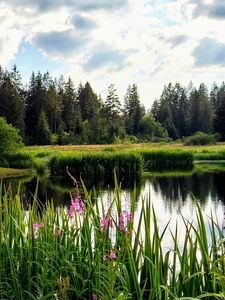 Preview wallpaper flowers, lake, forest, nature