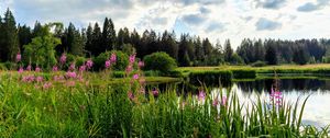 Preview wallpaper flowers, lake, forest, nature