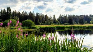 Preview wallpaper flowers, lake, forest, nature