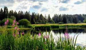 Preview wallpaper flowers, lake, forest, nature