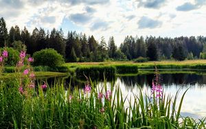 Preview wallpaper flowers, lake, forest, nature