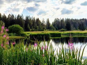 Preview wallpaper flowers, lake, forest, nature