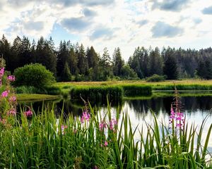 Preview wallpaper flowers, lake, forest, nature