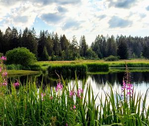 Preview wallpaper flowers, lake, forest, nature