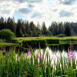 Preview wallpaper flowers, lake, forest, nature