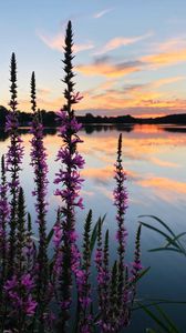 Preview wallpaper flowers, lake, horizon, sunset, clouds