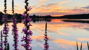 Preview wallpaper flowers, lake, horizon, sunset, clouds