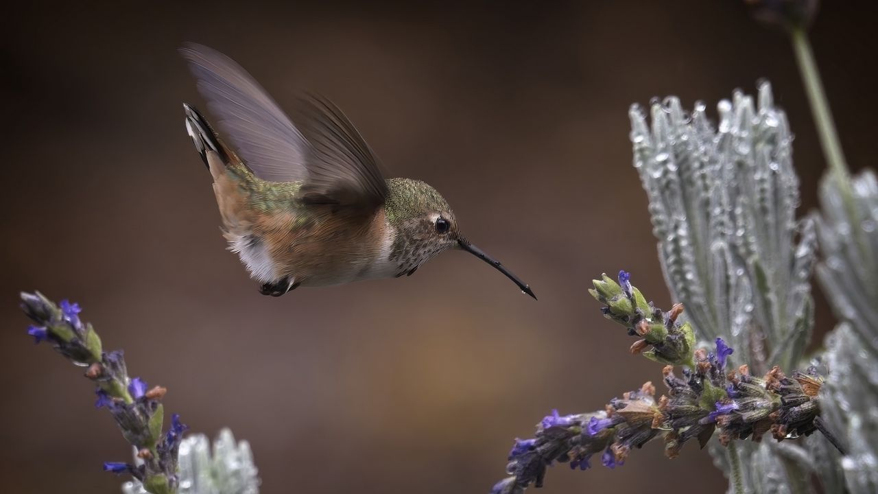 Wallpaper flowers, lavender, bird, nature