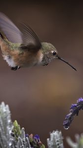 Preview wallpaper flowers, lavender, bird, nature