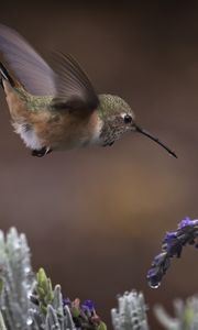 Preview wallpaper flowers, lavender, bird, nature