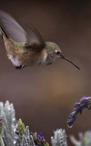 Preview wallpaper flowers, lavender, bird, nature
