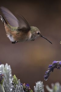 Preview wallpaper flowers, lavender, bird, nature