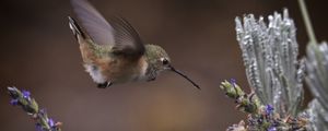 Preview wallpaper flowers, lavender, bird, nature