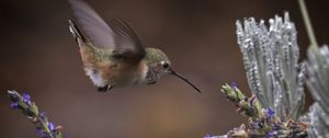 Preview wallpaper flowers, lavender, bird, nature