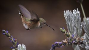 Preview wallpaper flowers, lavender, bird, nature