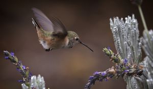 Preview wallpaper flowers, lavender, bird, nature