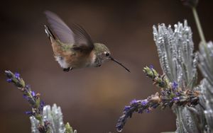 Preview wallpaper flowers, lavender, bird, nature