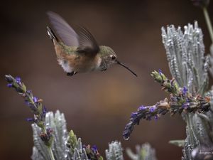 Preview wallpaper flowers, lavender, bird, nature