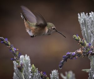 Preview wallpaper flowers, lavender, bird, nature