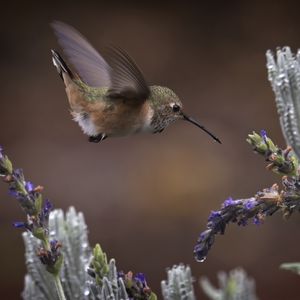 Preview wallpaper flowers, lavender, bird, nature