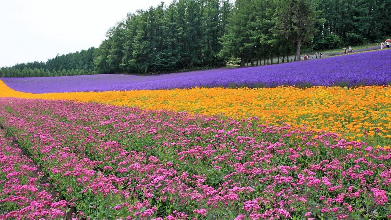 Wallpaper flowers, lavender, field, plantation, trees, rows