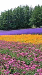 Preview wallpaper flowers, lavender, field, plantation, trees, rows