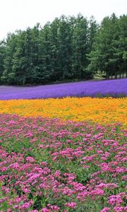 Preview wallpaper flowers, lavender, field, plantation, trees, rows