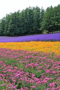 Preview wallpaper flowers, lavender, field, plantation, trees, rows