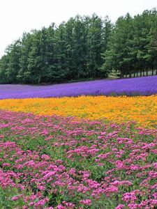 Preview wallpaper flowers, lavender, field, plantation, trees, rows