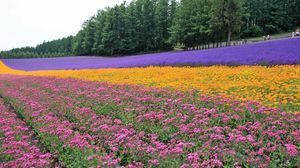 Preview wallpaper flowers, lavender, field, plantation, trees, rows