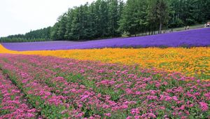 Preview wallpaper flowers, lavender, field, plantation, trees, rows