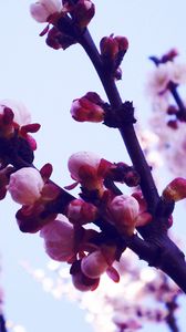 Preview wallpaper flowers, lavender, purple, sky, light