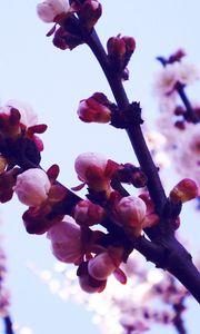 Preview wallpaper flowers, lavender, purple, sky, light