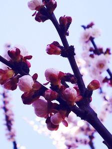 Preview wallpaper flowers, lavender, purple, sky, light