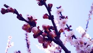 Preview wallpaper flowers, lavender, purple, sky, light