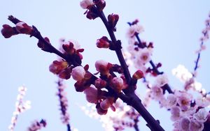 Preview wallpaper flowers, lavender, purple, sky, light