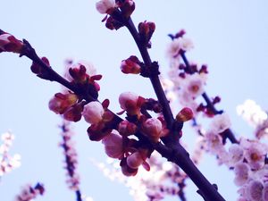 Preview wallpaper flowers, lavender, purple, sky, light