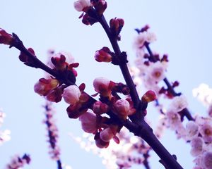 Preview wallpaper flowers, lavender, purple, sky, light