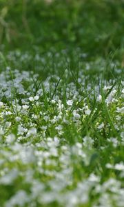 Preview wallpaper flowers, lawn, grass, summer, nature