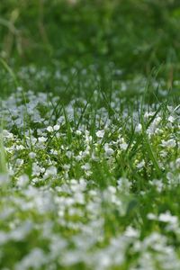 Preview wallpaper flowers, lawn, grass, summer, nature