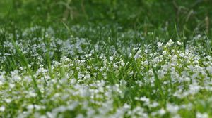 Preview wallpaper flowers, lawn, grass, summer, nature