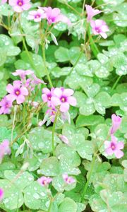 Preview wallpaper flowers, lawn, green, drops, dew