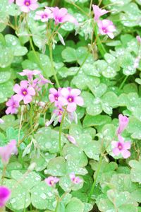 Preview wallpaper flowers, lawn, green, drops, dew