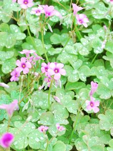 Preview wallpaper flowers, lawn, green, drops, dew