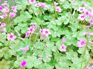 Preview wallpaper flowers, lawn, green, drops, dew