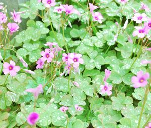 Preview wallpaper flowers, lawn, green, drops, dew