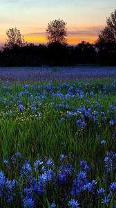 Preview wallpaper flowers, lawn, greenery, trees, sky, sunset, nature